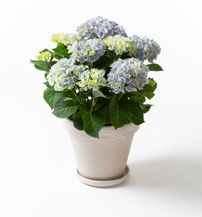 Blå hortensia Magical i potte